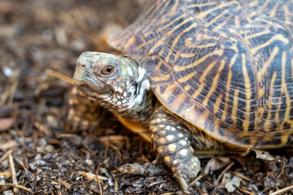 A Turtle Without Their Shell Is Likely Dead — or a Softshell Turtle