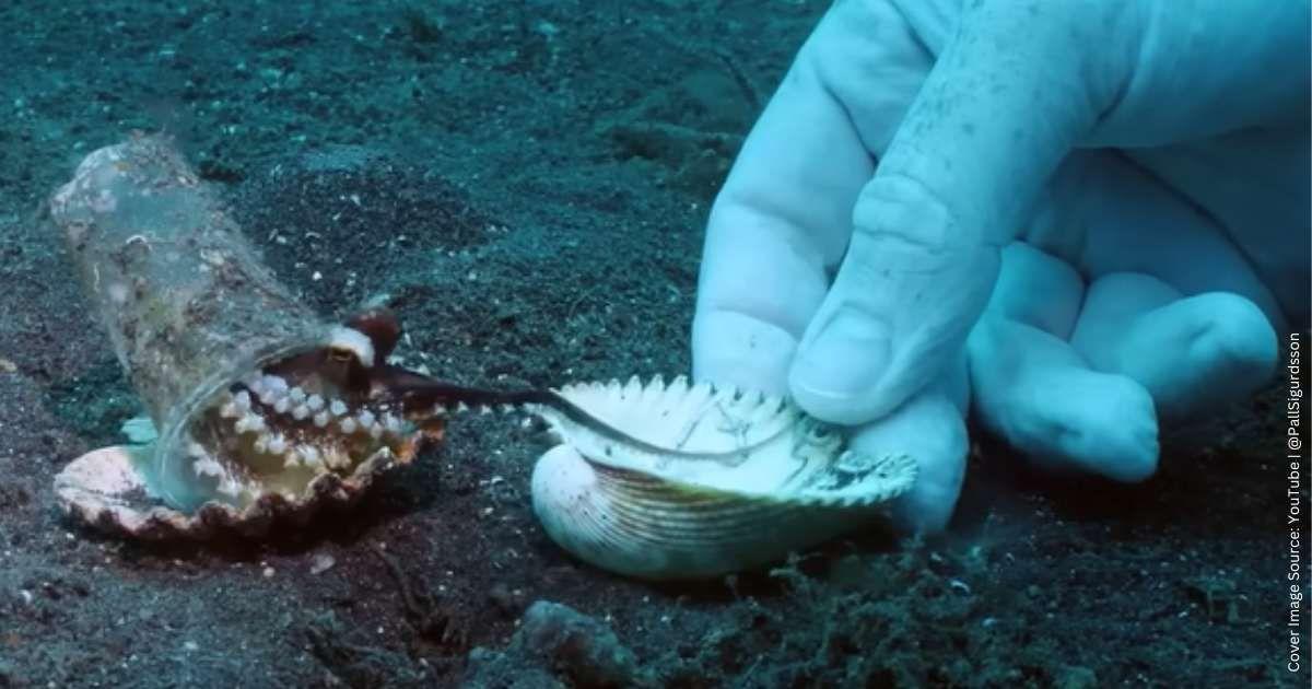 Diver offers a shell to the octopus in return for the plastic cup. (Cover Image Source: YouTube | @PallSigurdsson)