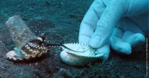 Diver offers a shell to the octopus in return for the plastic cup. (Cover Image Source: YouTube | @PallSigurdsson)
