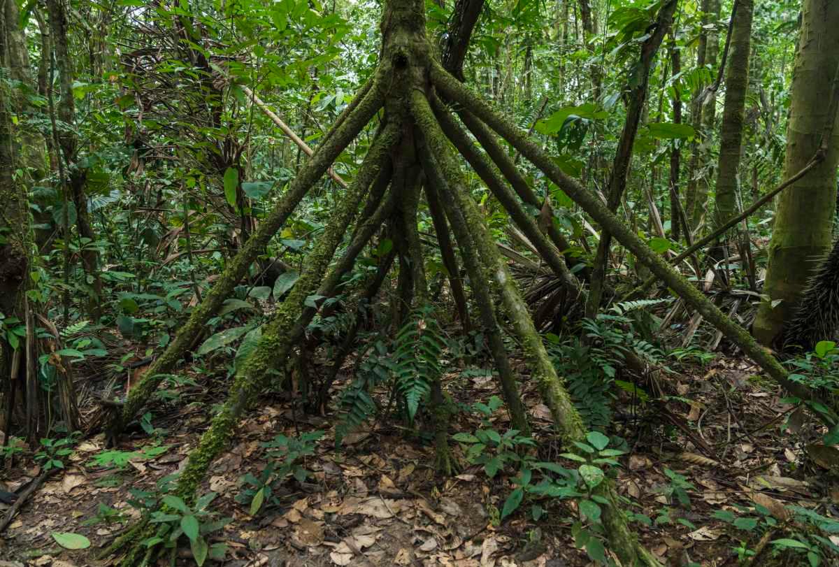 pn/abeab b d c baaabce