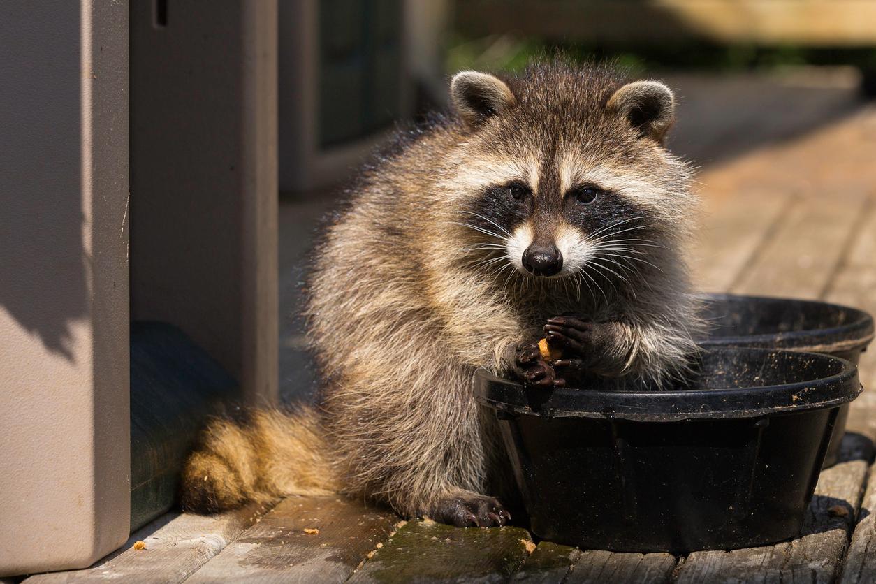 A raccoon holds a dry food pellet in its hands that it took from a black plastic resin feeding bowl atop a wooden deck.