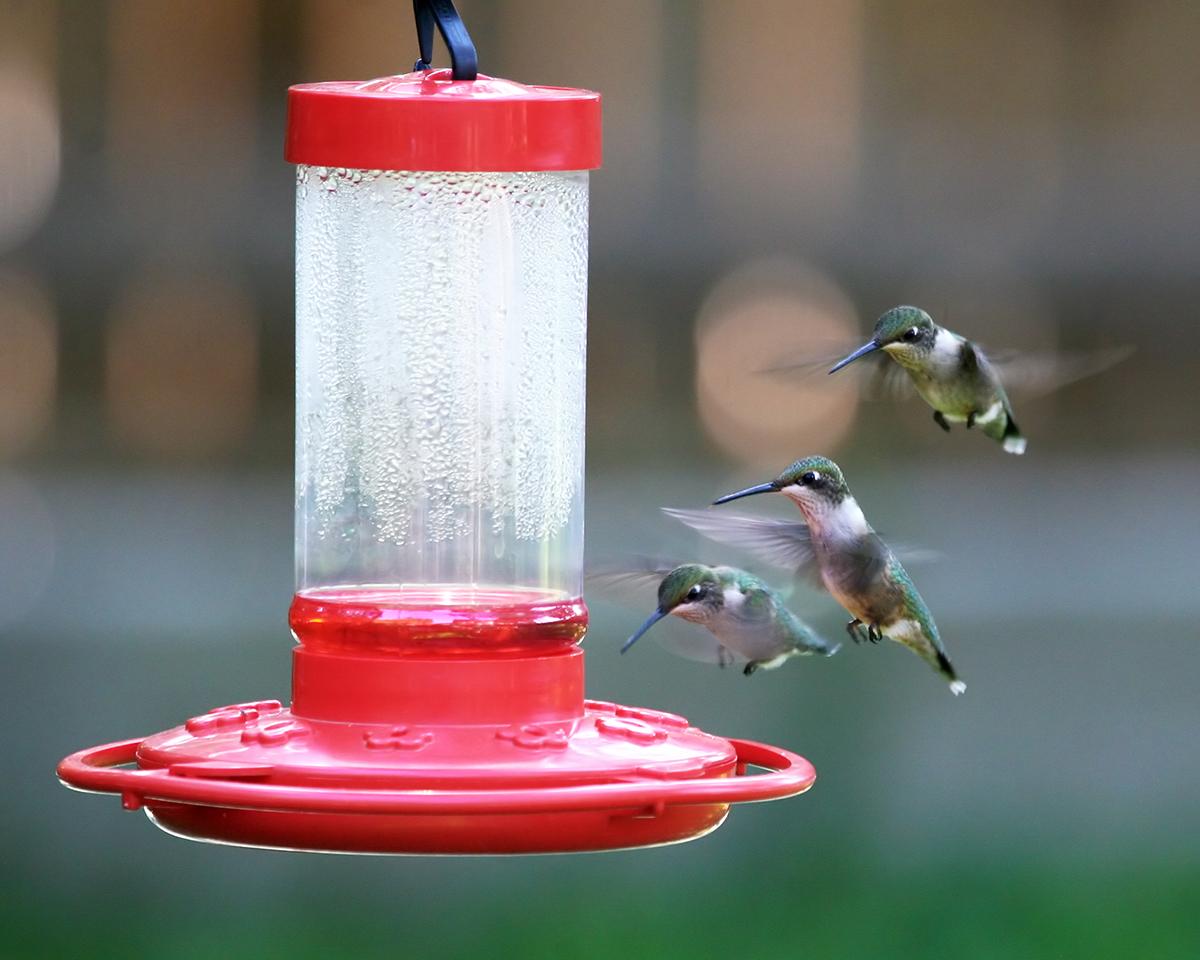 Three flying hummingbirds near a red bird feeder.