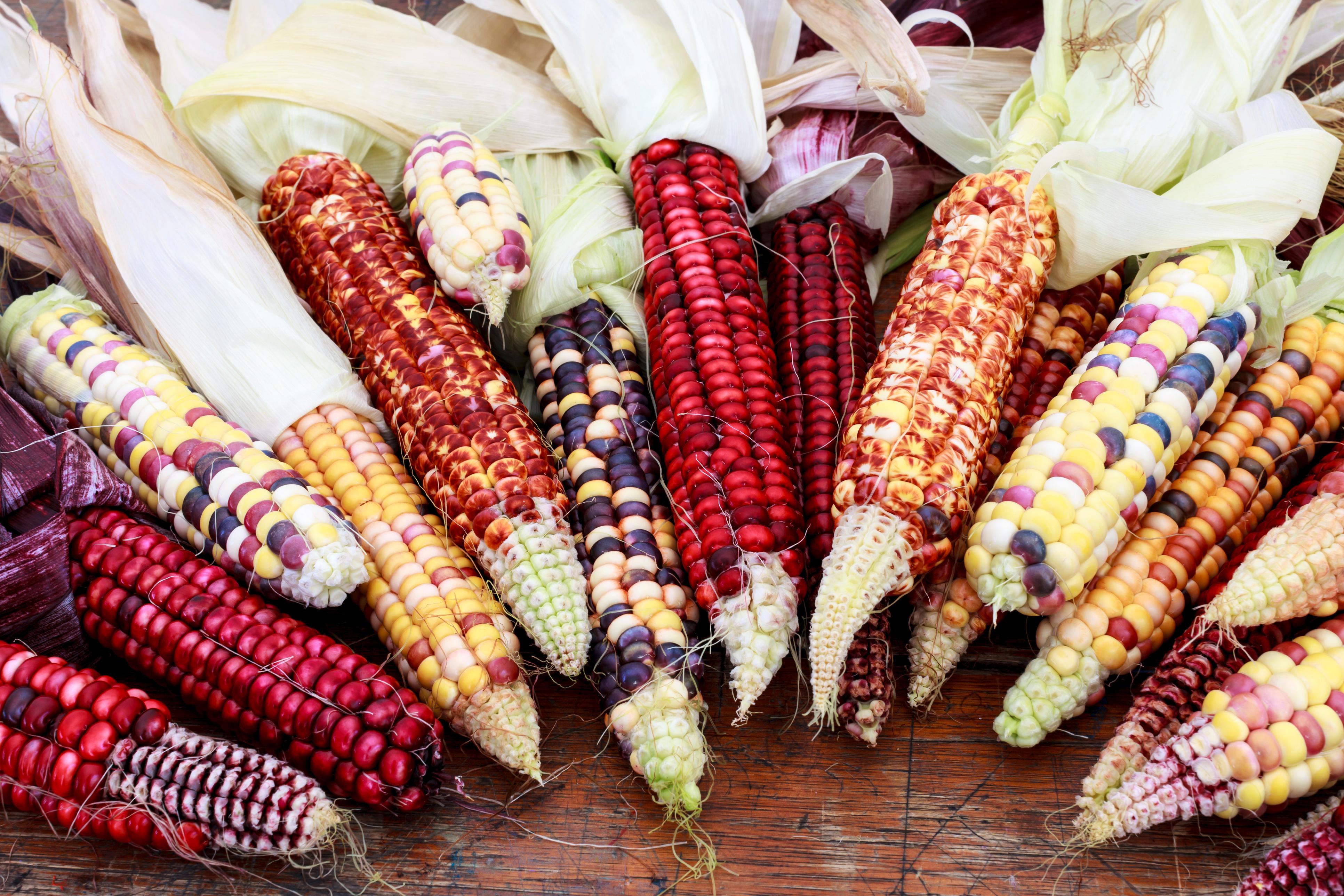 nativecorn