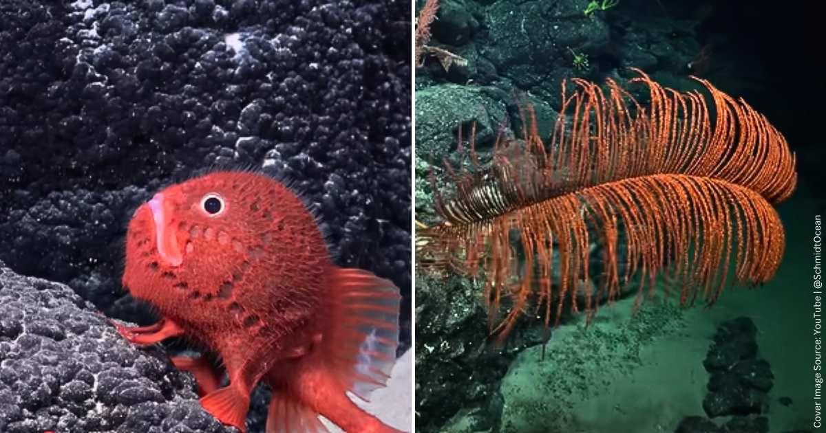 Strange species that were previously undiscovered were found deep inside the Pacific Ocean. (Cover Image Source: YouTube | @SchmidtOcean)