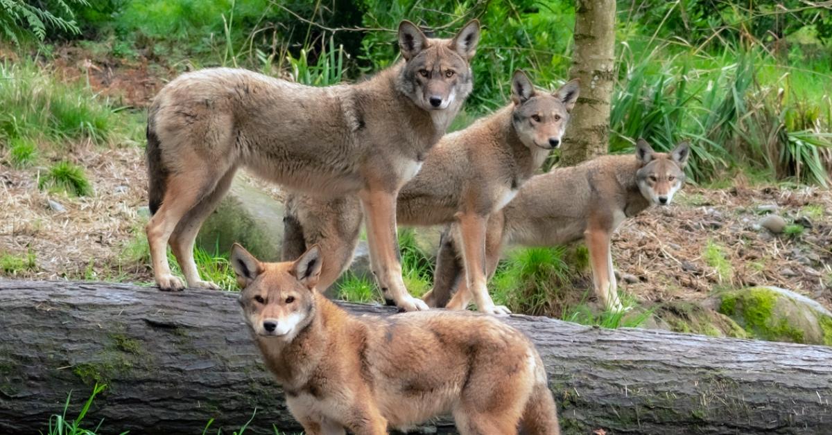 Pack of red wolves in the forest. 