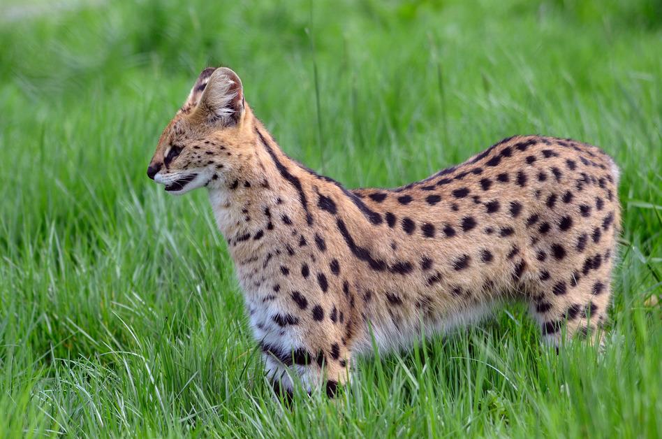 A side-profile photo of a serval cat standing in a field of tall grass. 