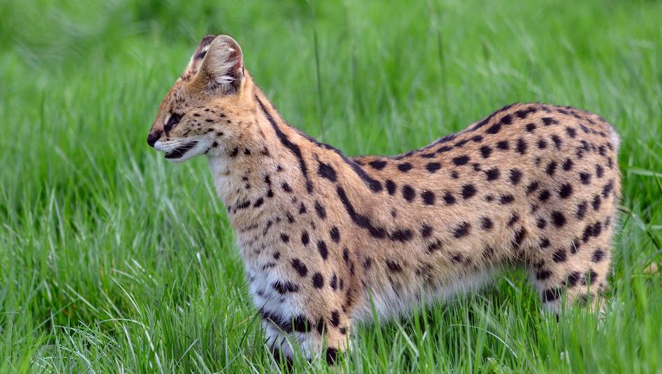 Can a Serval Cat Kill a Human? They're Still Wild Animals