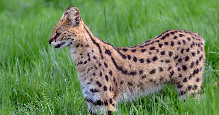 Can A Serval Cat Kill A Human They re Still Wild Animals