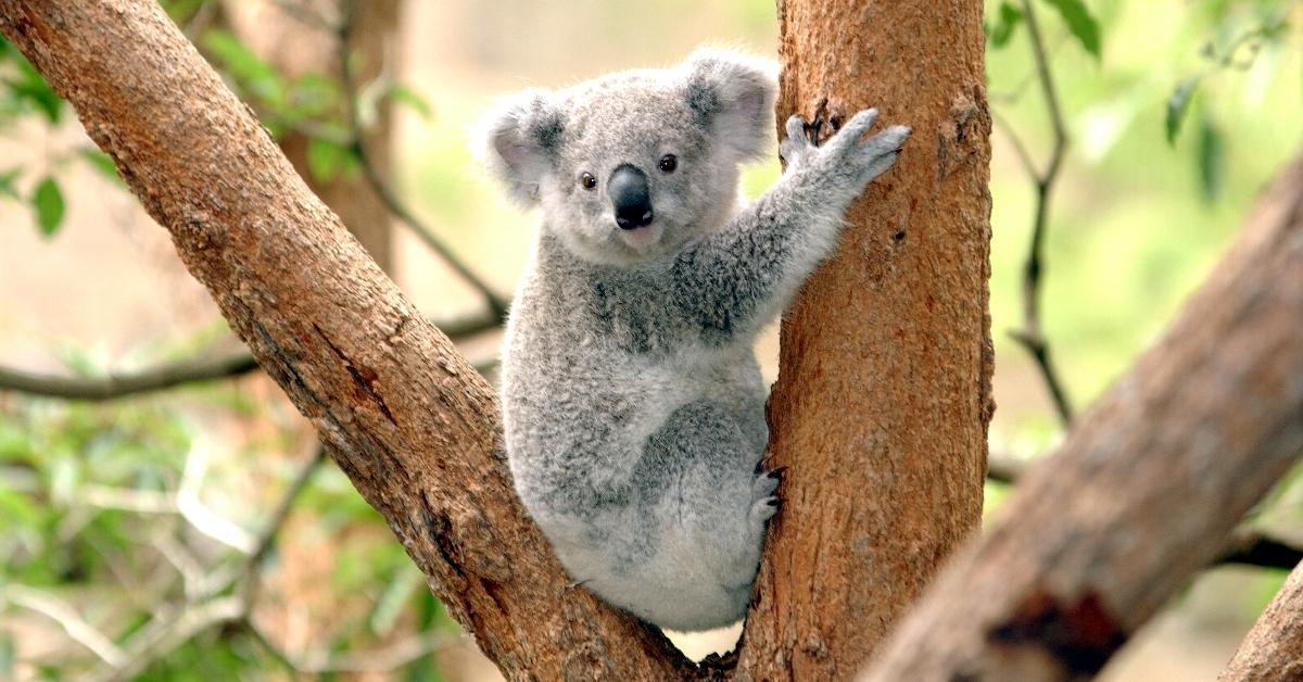 A Koala in a tree.