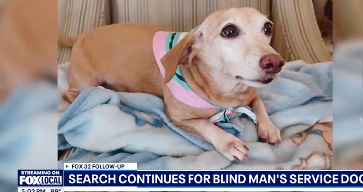 service dog missing chicago