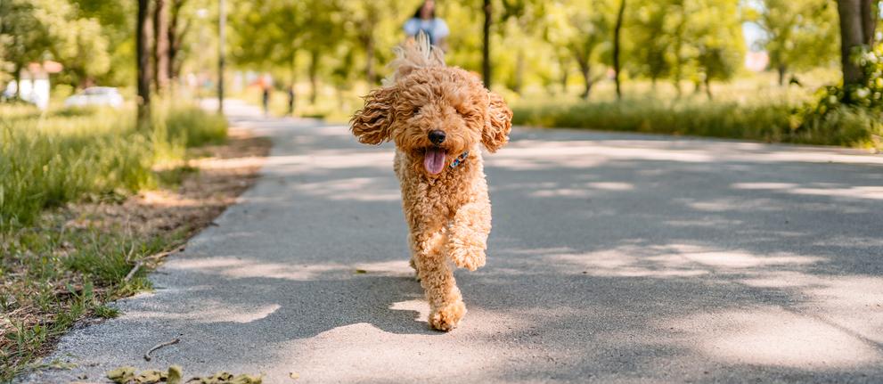 Are Poodles the Worst Dogs Let s Investigate Their Bad Rep