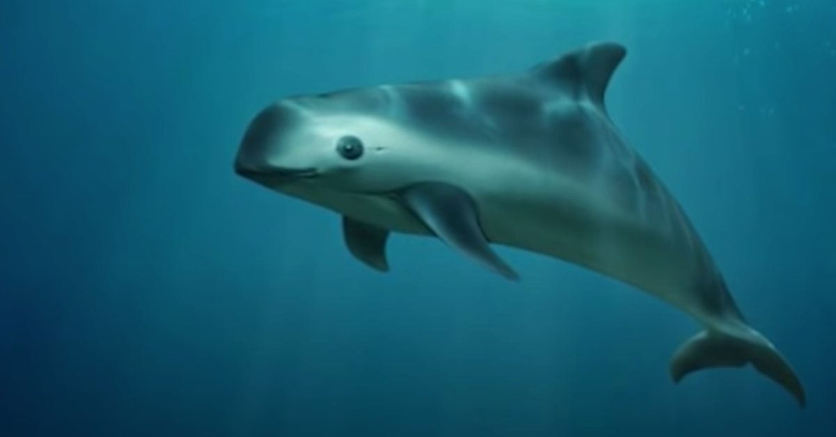 How Many Vaquitas Are Left? It May Be the Next Extinct Species