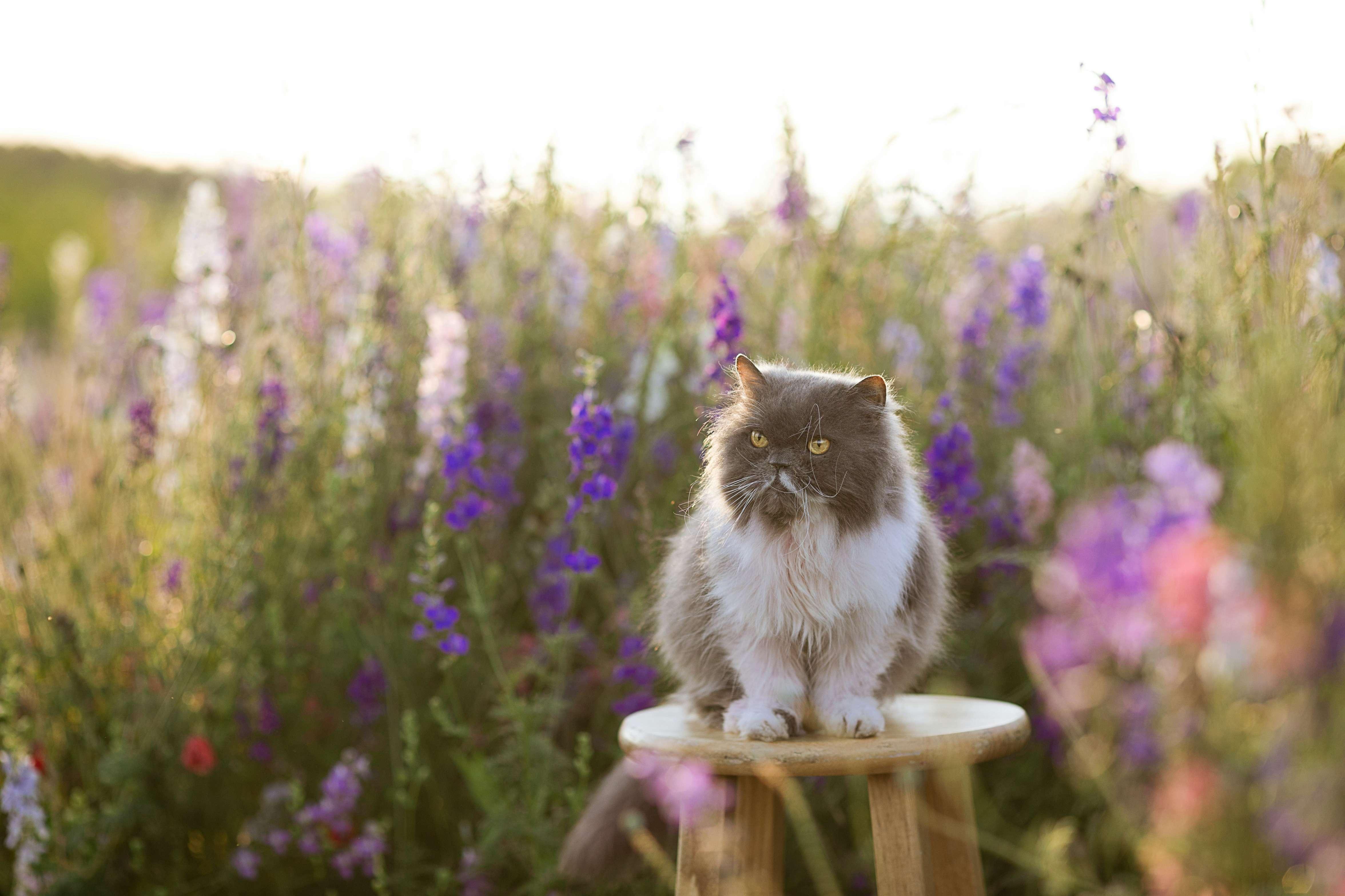 Cat sits on stool in front of lavender field