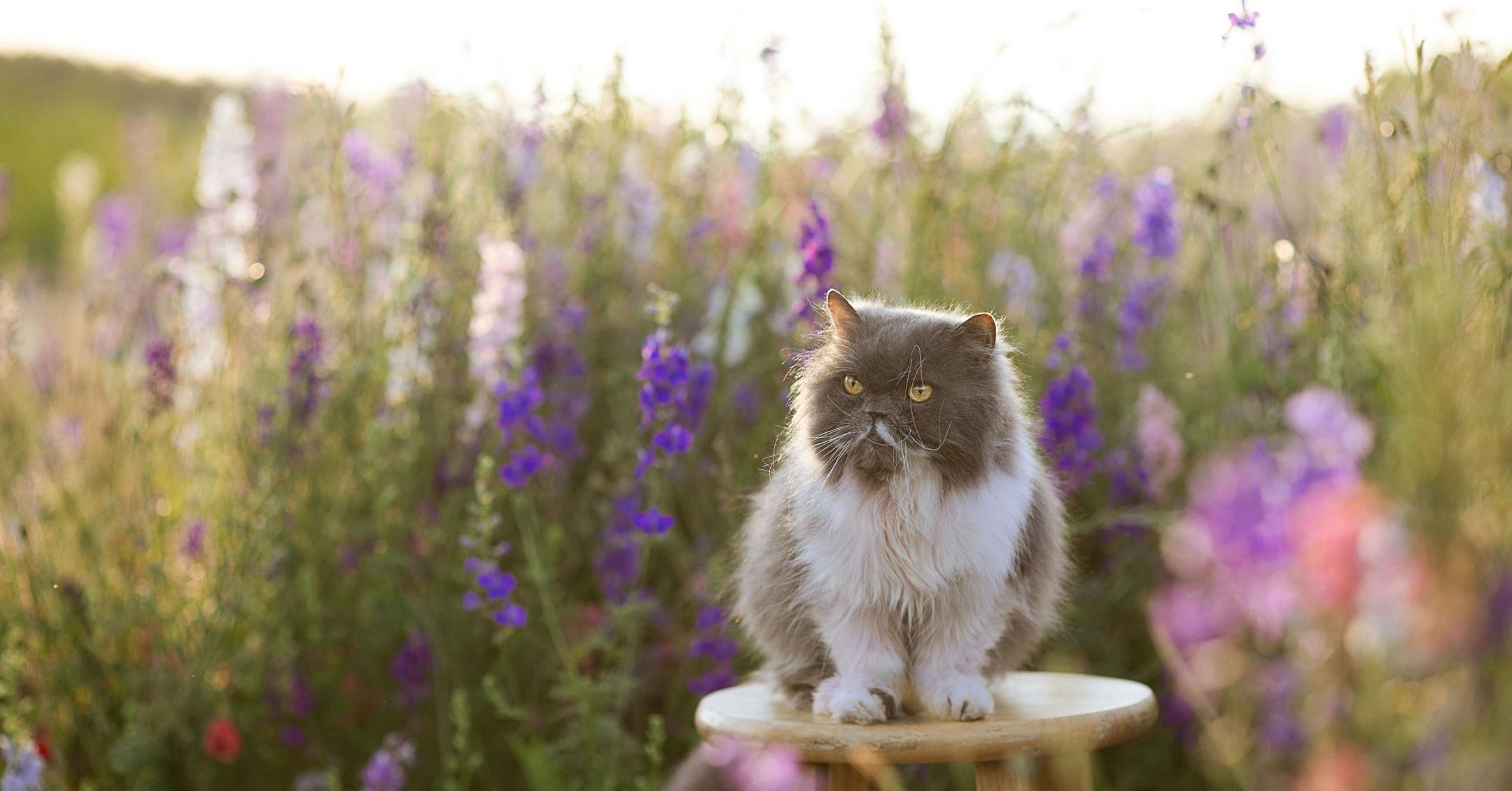 Is Lavender Safe for Cats? What to Know About Plants and Essential Oils