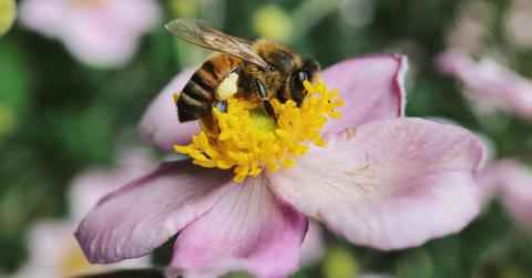 A bee perches in the center of a flower, collecting pollen on his legs