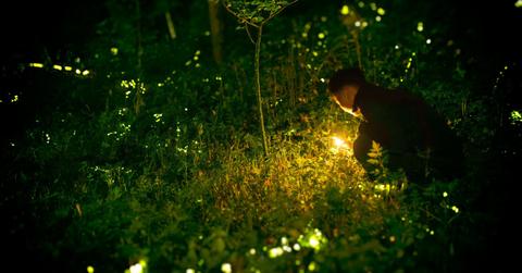 A man looks for fireflies by flashlight as they fly around him