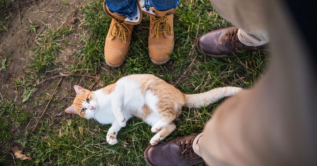 Why Do Cats' Tails Fall Off? This Rare Occurrence, Explained