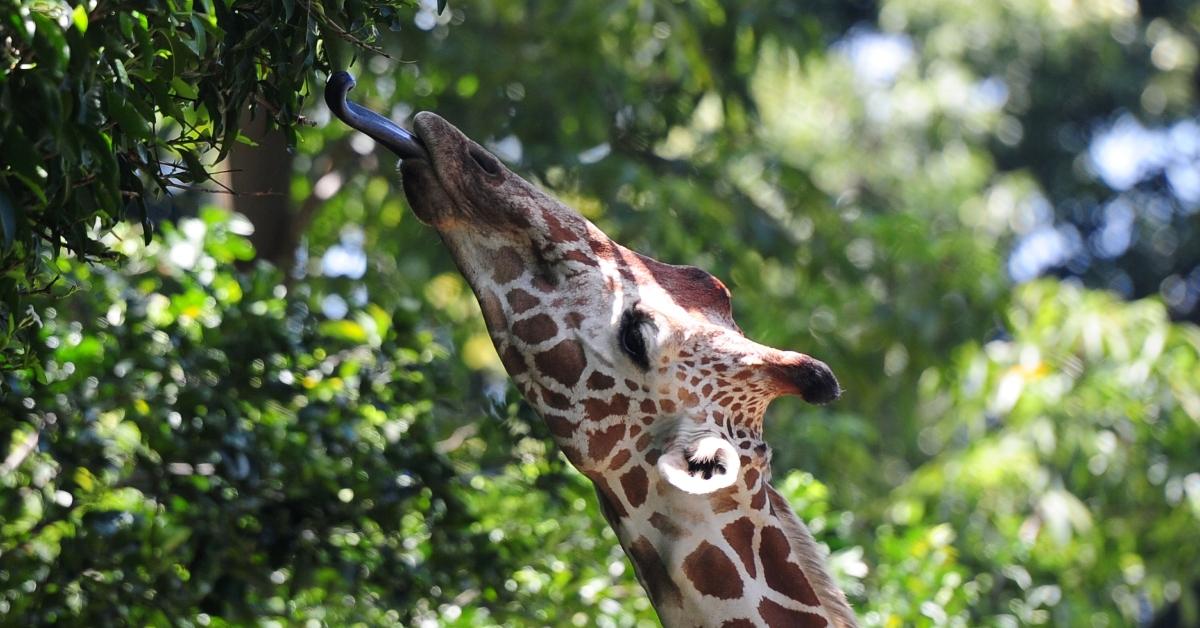 Why Are Giraffes Tongues Black Giraffe Biology Explained why-are-giraffes-tongues-black-giraffe-biology-explained