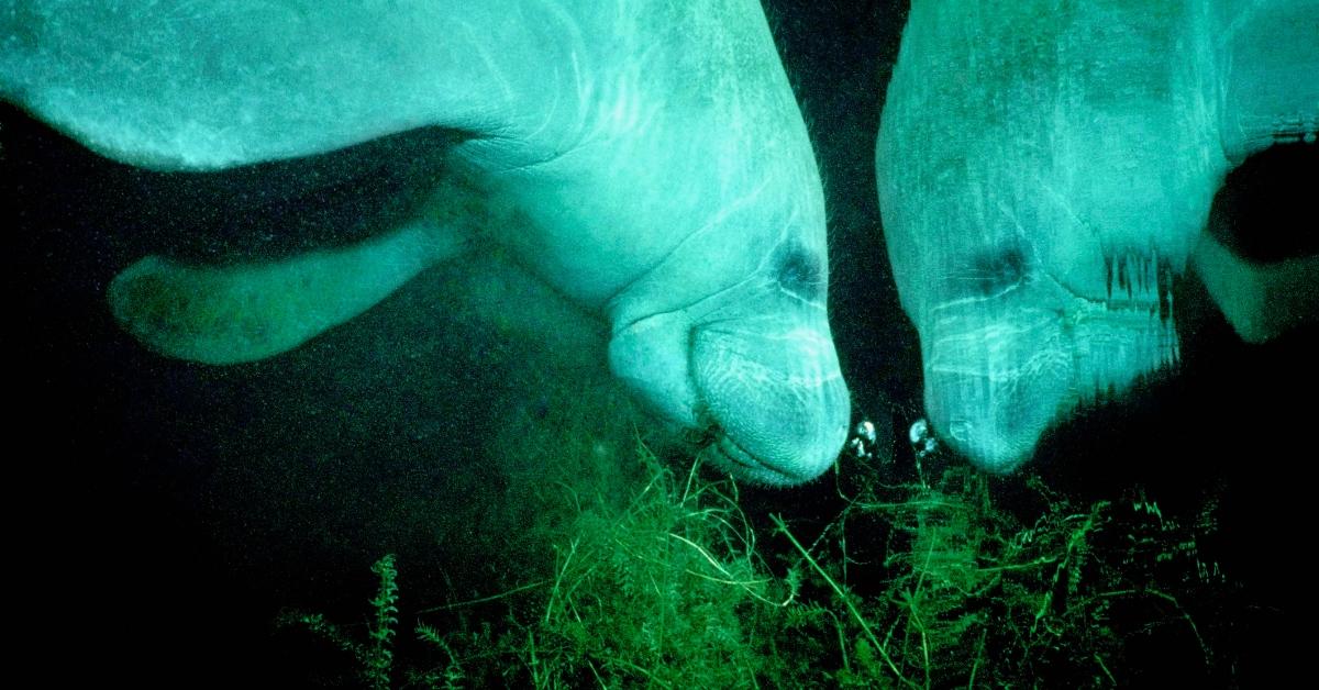 A manatee munching on sea grass. 