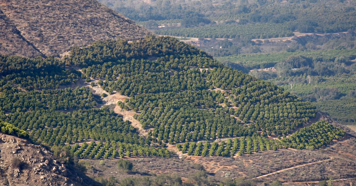 Avocado Field