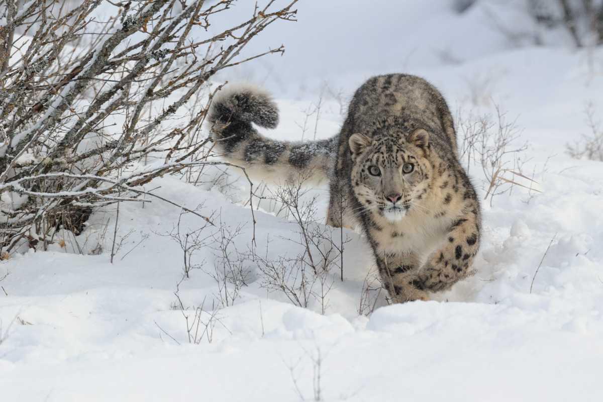 pn/cddeef b e acb ce