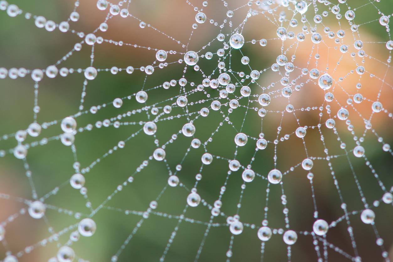 A spider web is pictured with beaded dew drops throughout the web.