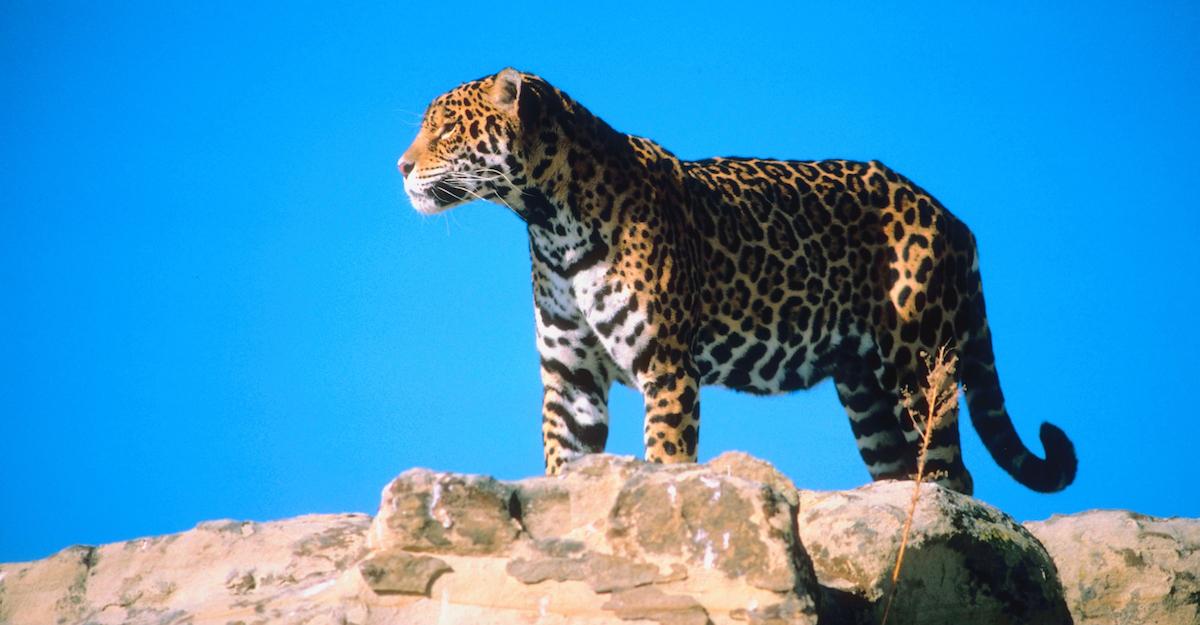 Are There Jaguars in the U.S.? Conservationists May Bring Them Back