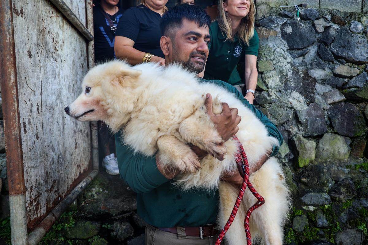 man rescues large white dog