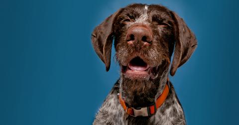 do dogs have allergies