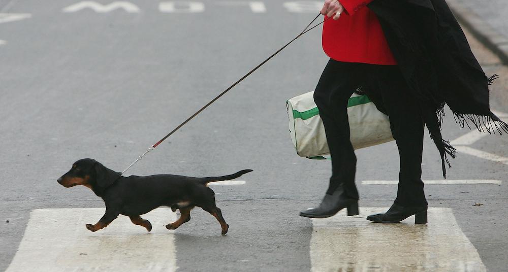 Why Are Retractable Leashes Bad? They Can Be Dangerous