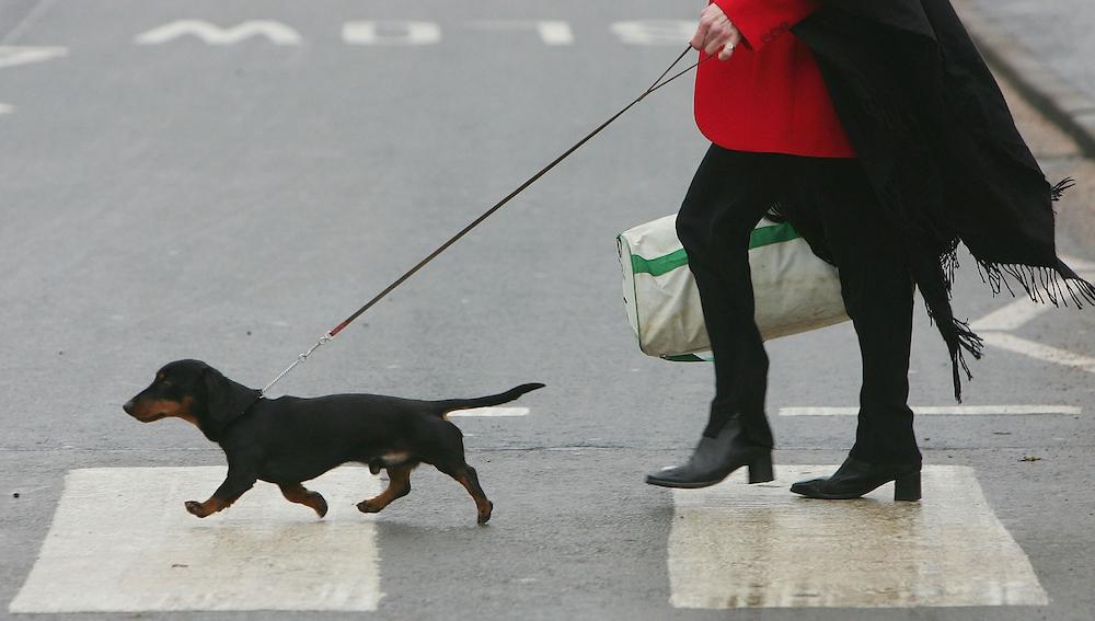 Why Are Retractable Leashes Bad? They Can Be Dangerous