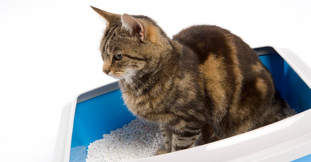 Cat in litter box