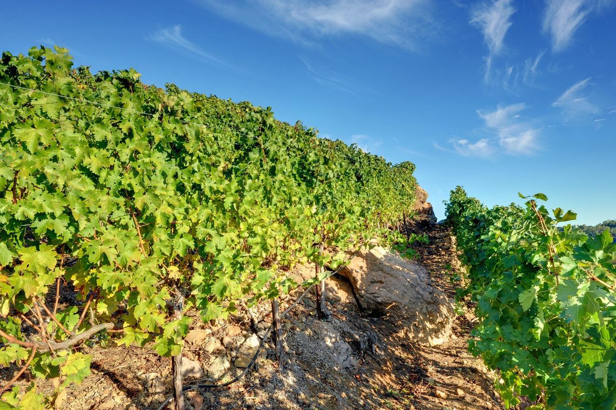 Close up of a vineyard in Malibu