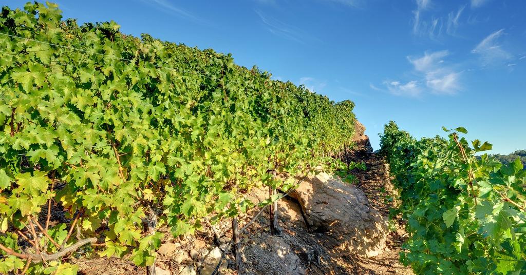 Malibu Wine Hikes For Vino Enthusiasts