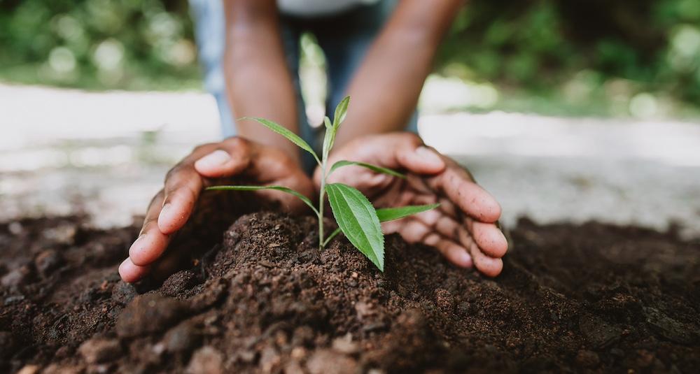 Someone tending to a plant in an outdoor garden. 