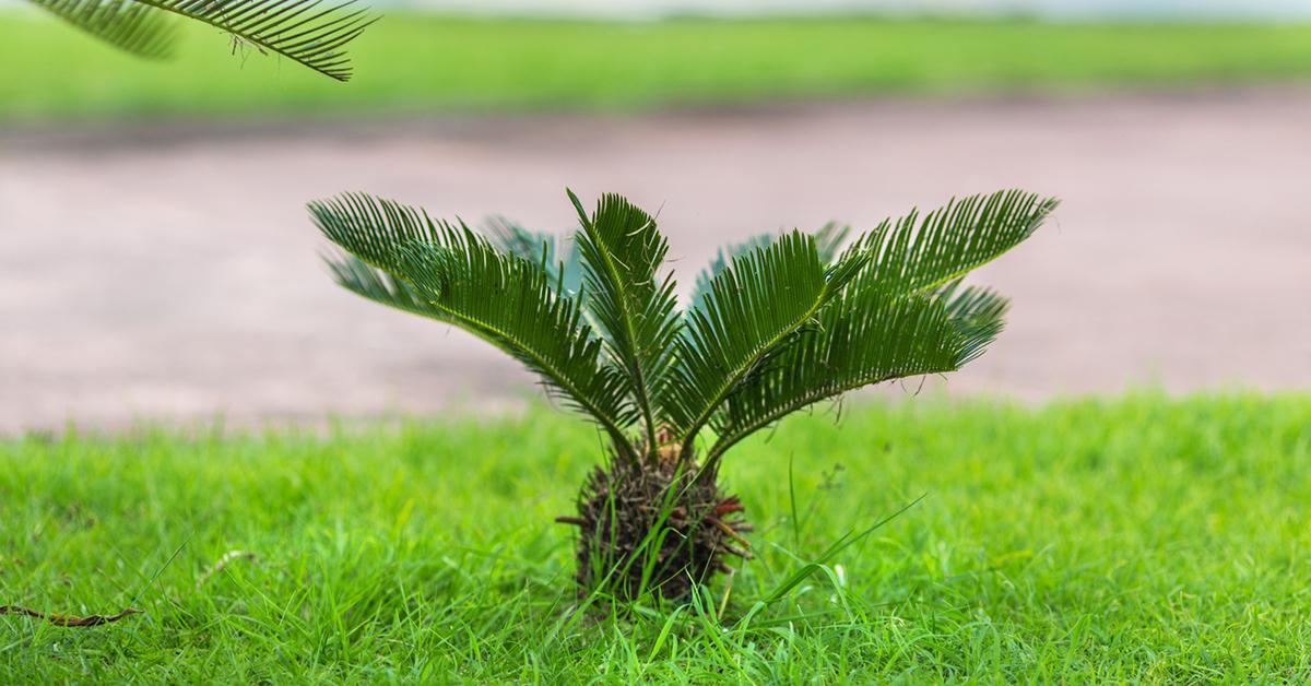 sago palm toxic dogs