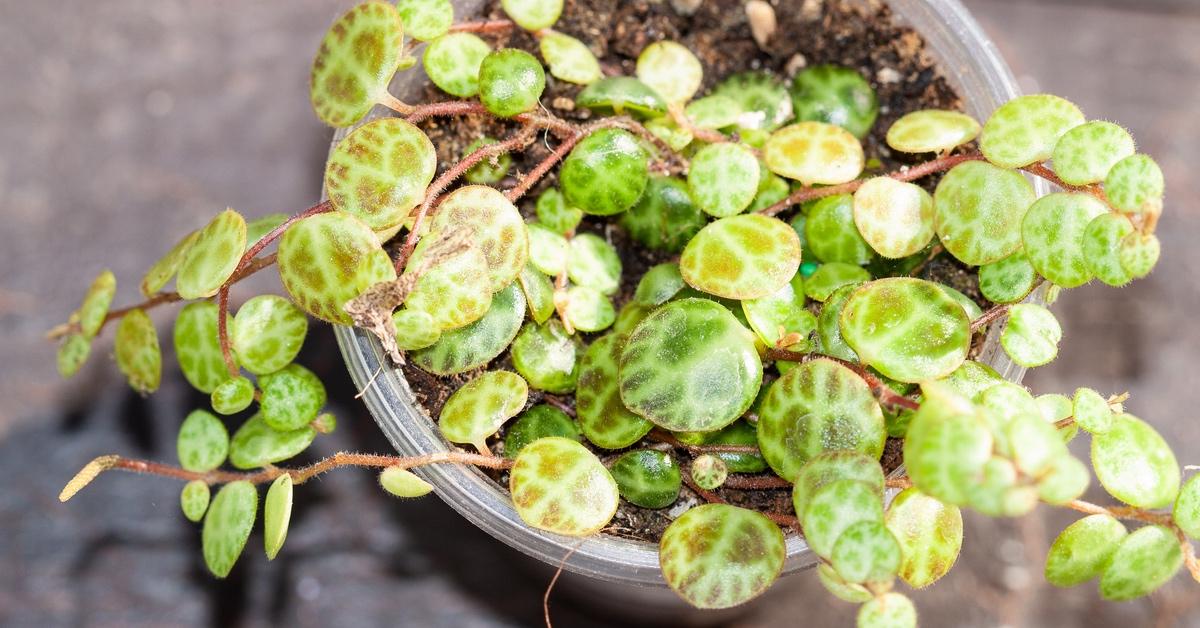 Close-up photo of a string of turtles plant. 