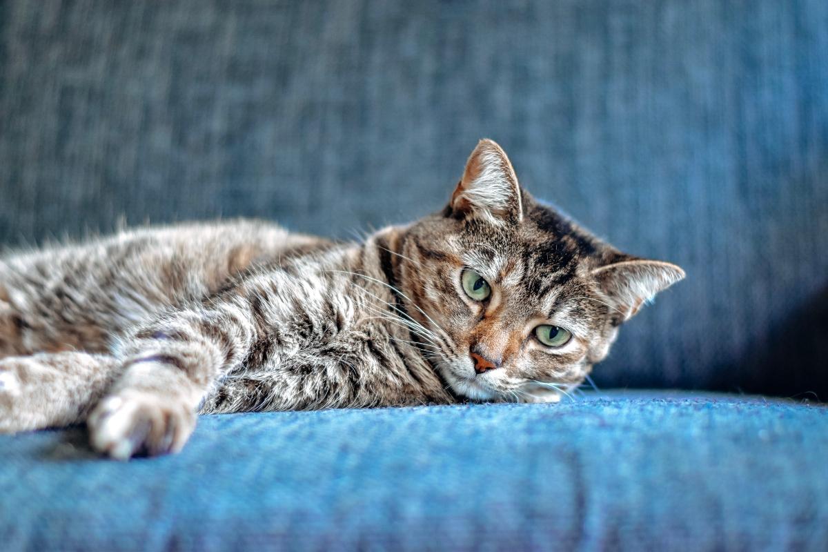 Brown tabby reaching out one paw.