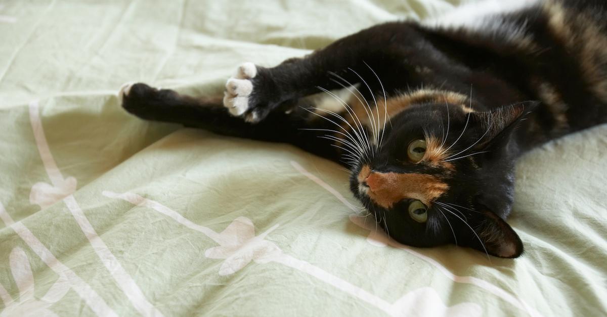 Is Declawing a Cat Cruel? Here’s What You Need to Know