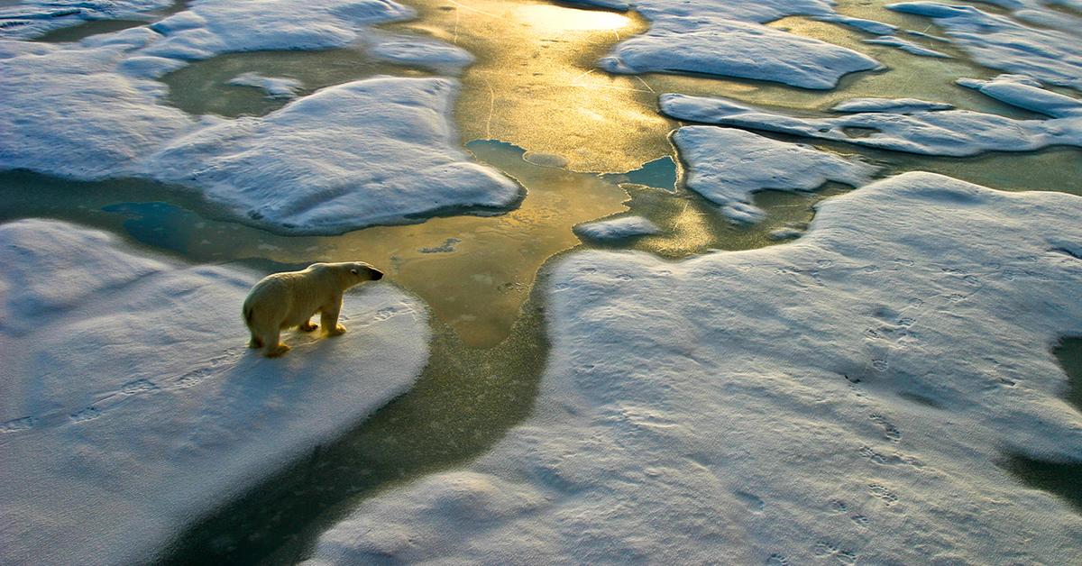 What Are The Effects Of Global Warming 
