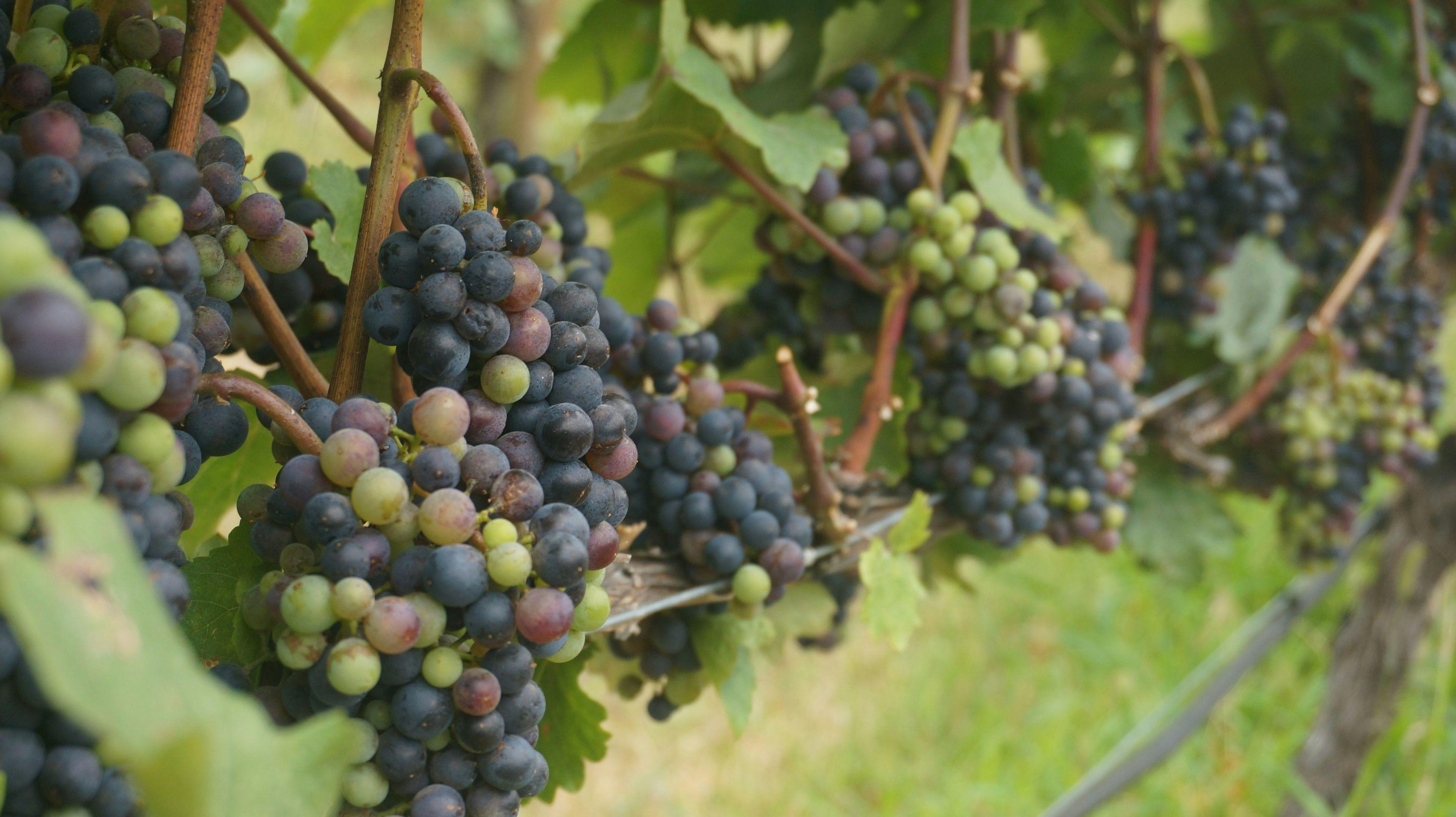 Green and black grapes appear on a vine.