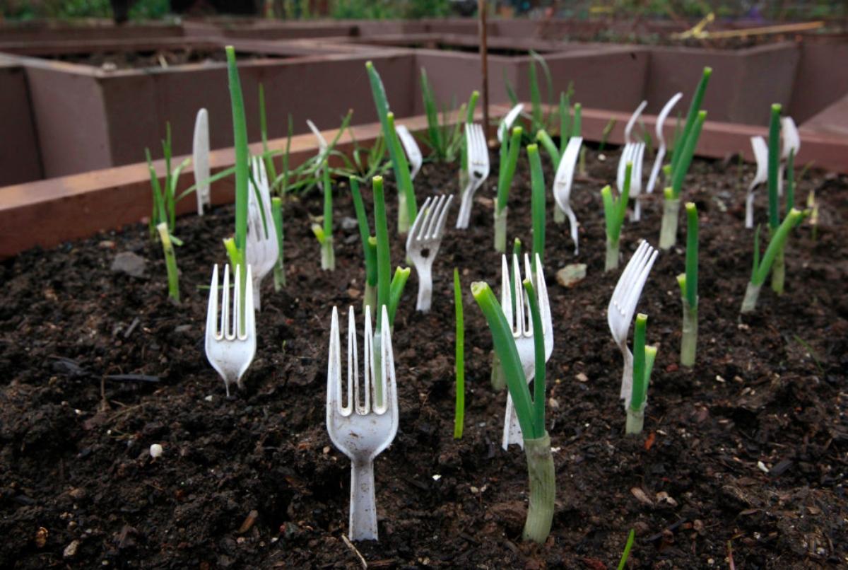 plastic forks surround seedlings in soil