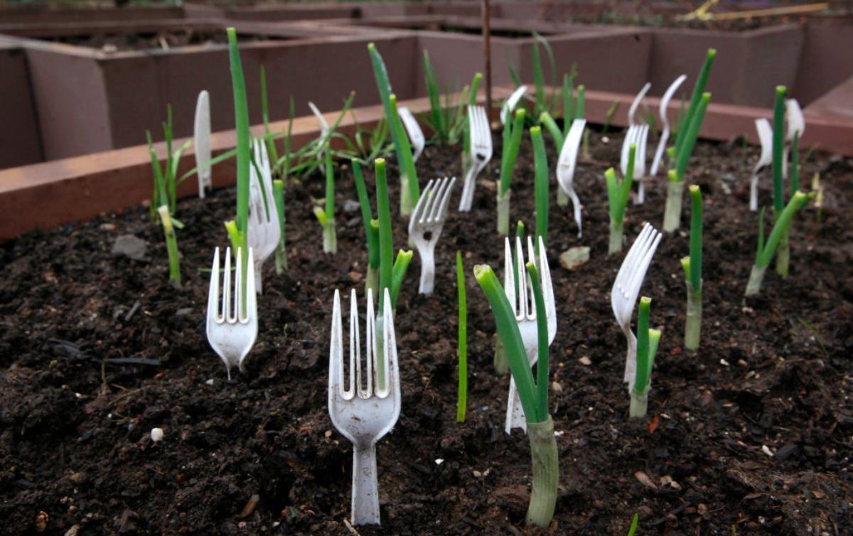 Do Plastic Forks In the Garden Work to Protect Plants?