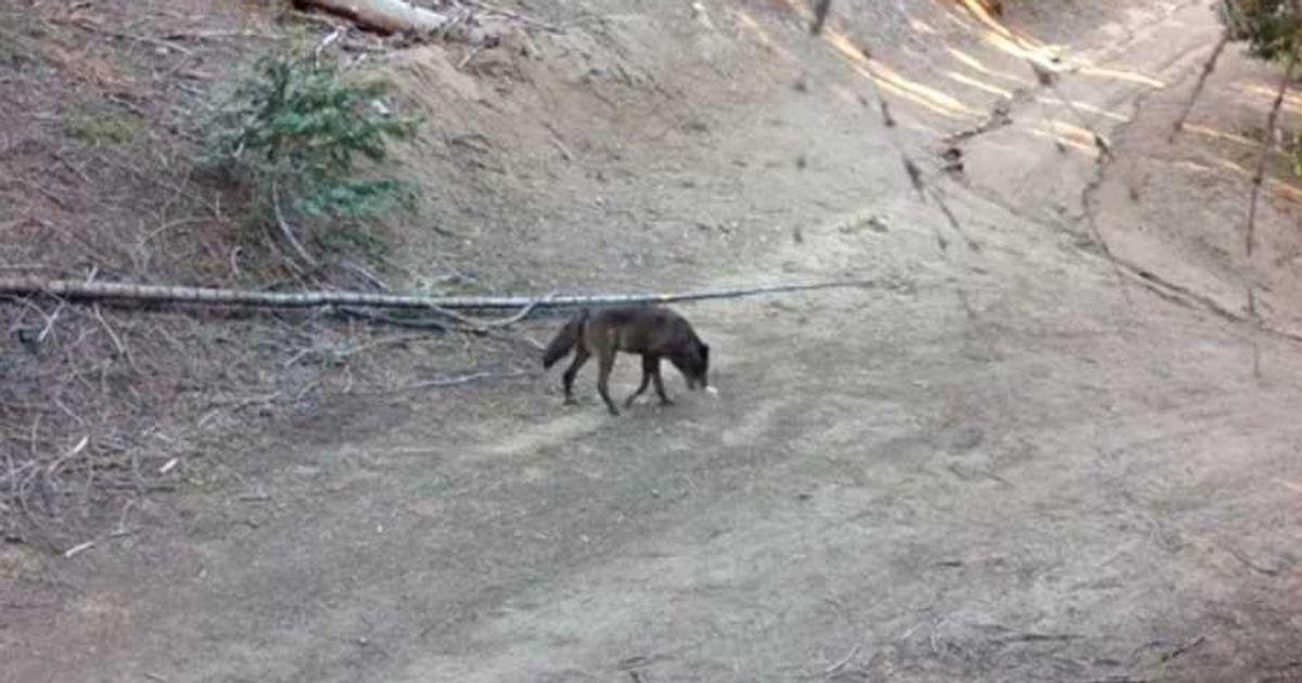 Image Source: California Department of Fish and Wildlife