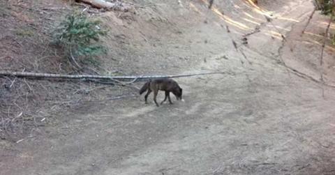 Image Source: California Department of Fish and Wildlife