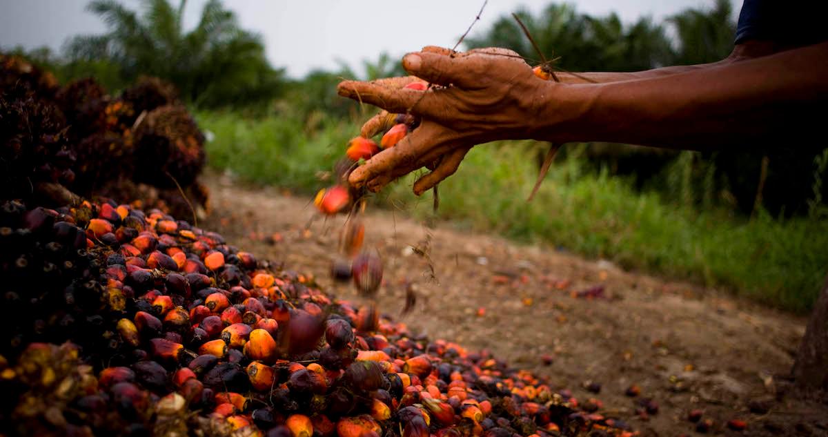 Palm oil cultivation