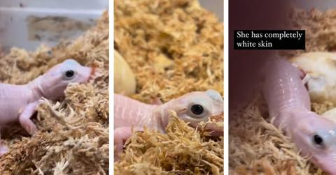 baby leucistic alligator crawling