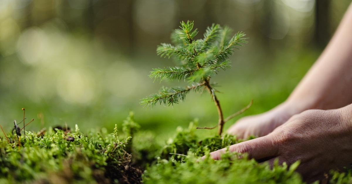 A person plants a small tree in a patch of moss. 