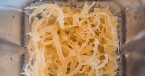 A close-up photo of sea moss in a blender.