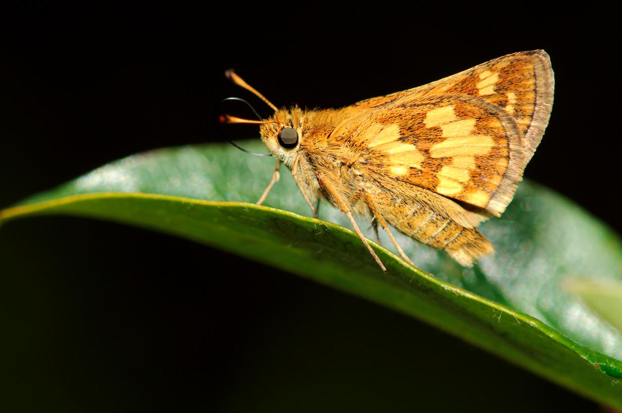 A close-up photo of a yellow moth appearing perched atop a green leaf.